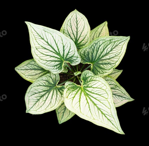 Preview: Beautiful colorful caladium on Black background isolate with clipping path. Queen of the leave