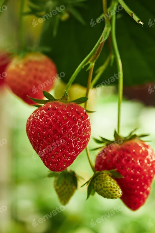 Preview: Ripe Strawberries Growing on Plant in Garden during Summer Season