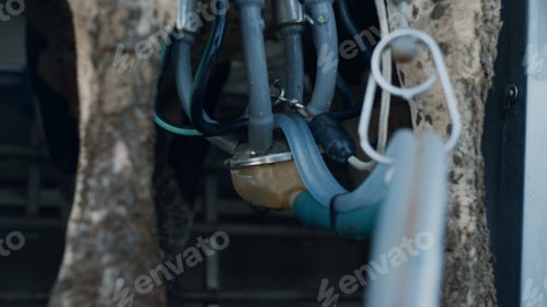 Preview: Modern milk pump technology in dairy farm close up. Cow milking system in barn.