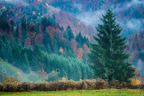 Preview: Beautiful majestic landscape with conifer trees on mountain