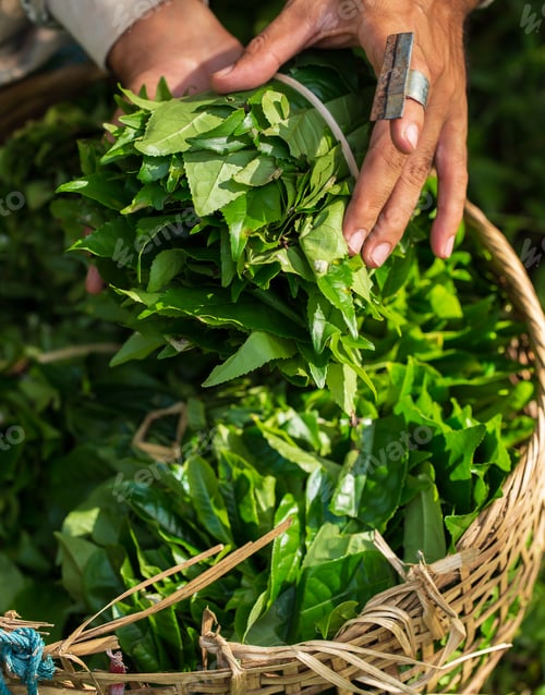 Preview: Young woman hand holding green tea leaf