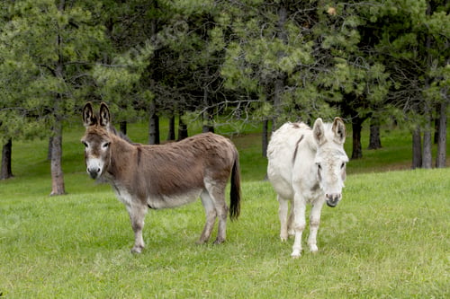 Preview: Miniature donkeys looking at the camera.