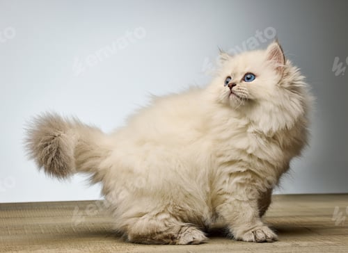 Preview: White Siberian colorpoint kitten Neva Masquerade with blue eyes on wooden floor