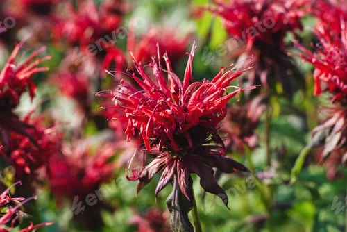 Preview: Monarda didyma red flowers in the summer garden closeup