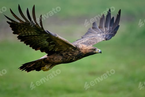 Preview: Golden eagle (Aquila chrysaetos)
