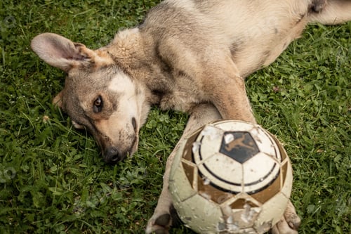 Preview: A cute puppy playing some football in the garden