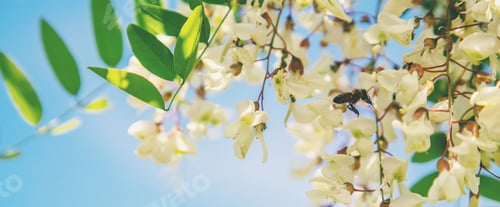 Preview: nature