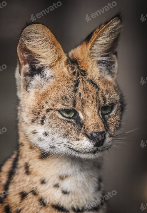 Preview: Portrait of a serval against a gray background
