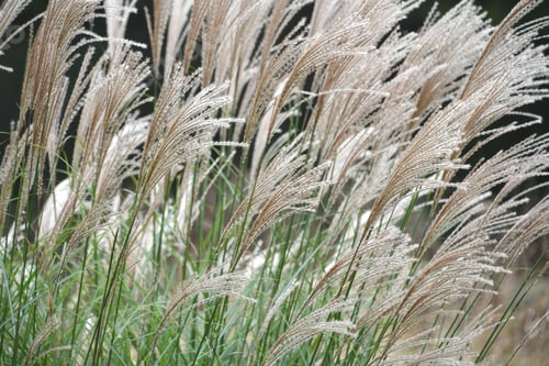 Preview: Natural background - decorative grasses blowing gently in the breeze on the edge of a lake