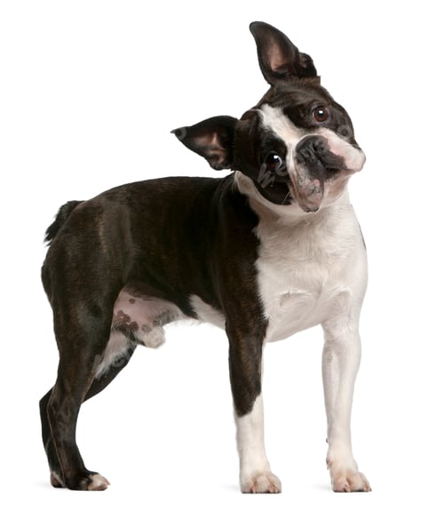 Preview: Boston Terrier, 1 year old, standing in front of white background