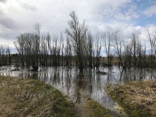Preview: nature in spring. river overflow