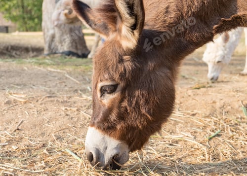 Preview: Donkey dwarf brown eating grass
