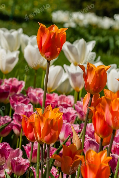 Preview: Spring field of colorful tulips