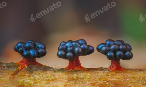 Preview: Wasp's Nest Slime Mold - Metatrichia vesparia