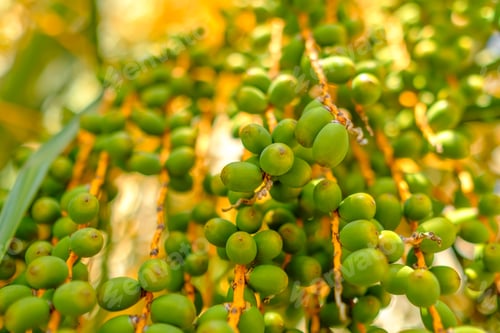 Preview: Date fruits on branches hang from a palm tree at sunlight