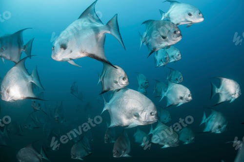 Preview: Underwater shot of schooling atlantic spade fish, Quintana Roo, Mexico