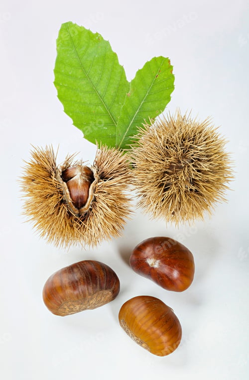 Preview: Chestnuts and chestnut bur.