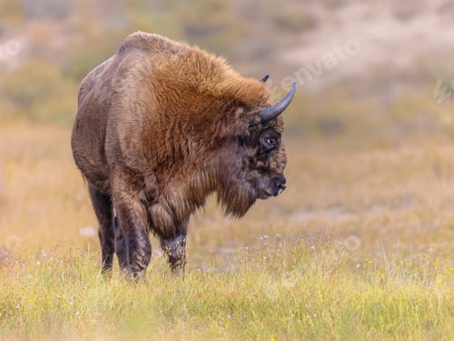 Preview: Wisent or European bison one animal