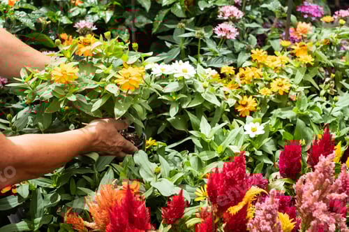 Preview: Hands of senior people, caucasian woman takes care of the flowering plants in the garden.