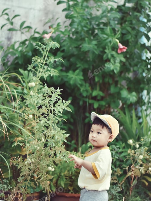 Preview: Tomato picking