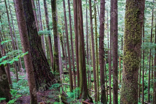 Preview: Rain forest