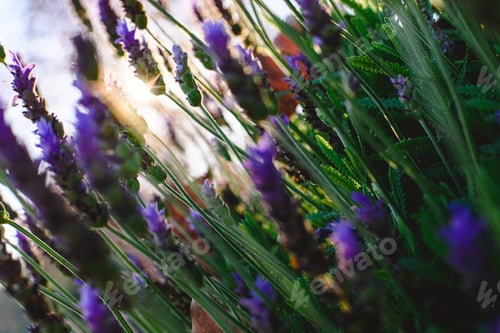Preview: Floral background with vibrant lilac lavender with copy space for text in natural setting.