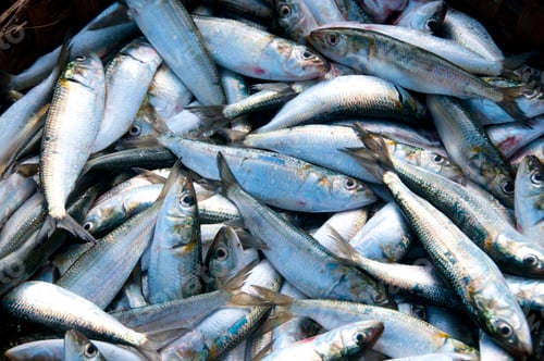 Preview: Various fresh fish, Seafood on ice at the fish market