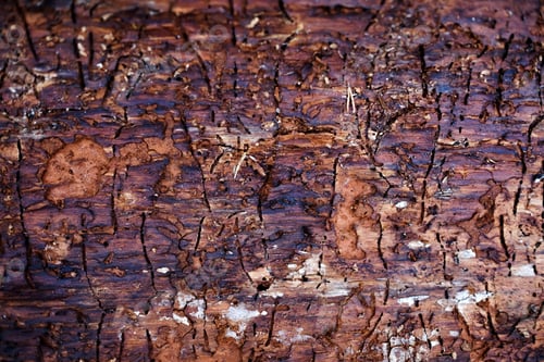 Preview: Traces of bark beetle on tree trunk