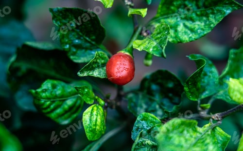 Preview: Closeup view of organic chilly