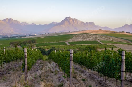 Preview: Vineyard landscape at sunset with mountains in Stellenbosch, near Cape Town, South Africa