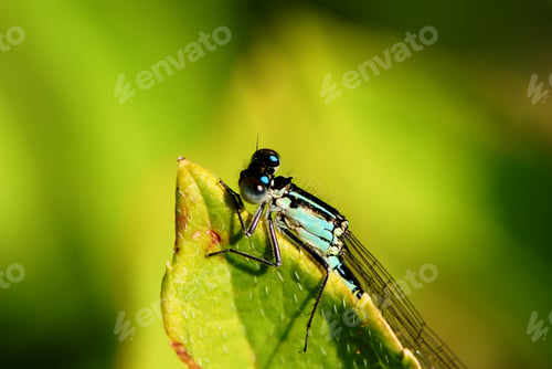 Preview: Damselfly