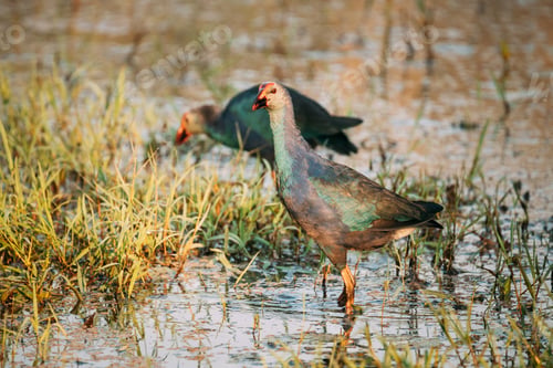 Preview: Goa, India. Two Grey-headed Swamphen Birds In Morning Looking For Food In Swamp. Porphyrio