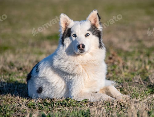 Preview: Yakutian Laika in nature