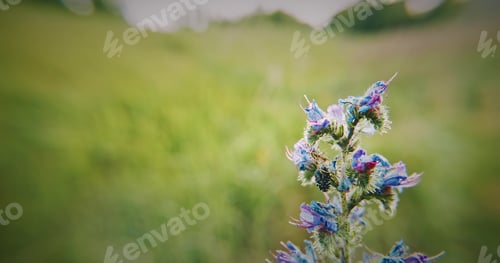 Preview: Vibrant Blue and Green Wildflower in a Natural Setting, Cyrtothy
