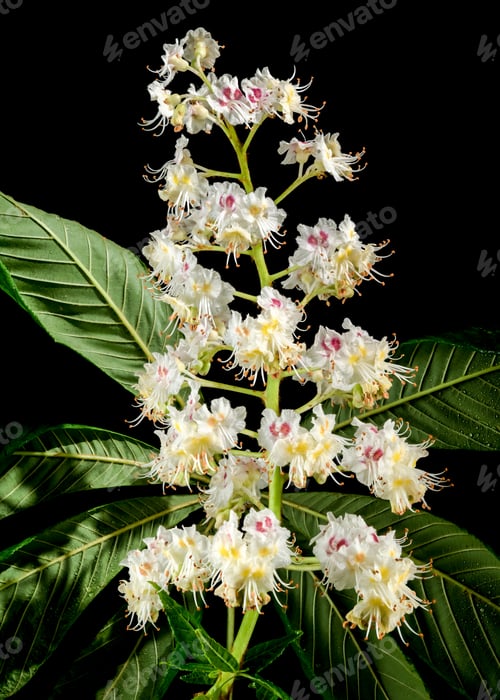 Preview: Blooming chestnut tree flowers on a black background