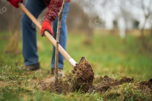 Preview: Gardener planting tree, digging with spade.