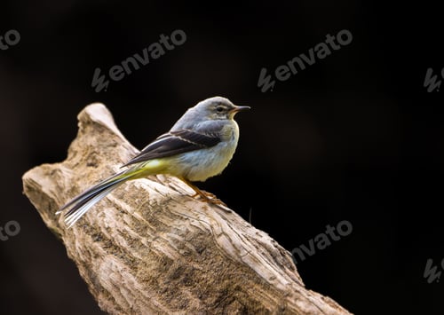 Preview: Closeup shot of a grey wagtail on a branch against a dark backdrop. River Cynon, South Wales