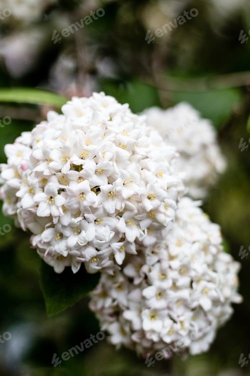 Preview: Vertical selective focus closeup of the Burkwood viburnum flowers