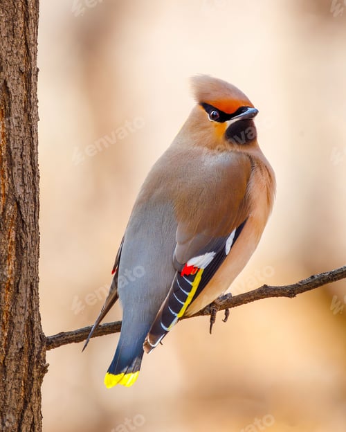 Preview: Bohemian waxwing bird standing on a branch with a graceful posture against blurred background