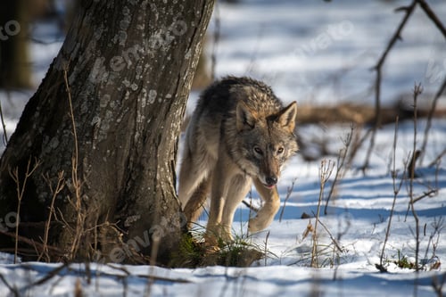 Preview: Wolf in the forest up close. Wild animal in the natural habitat