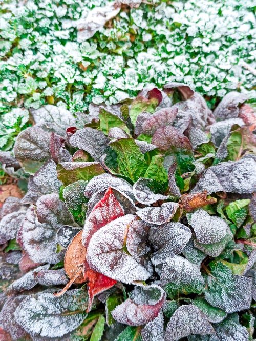 Preview: Texture of some leaves covered by snow and ice on a winter day