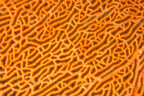 Preview: Gorgonian, South Ari Atoll, Maldives