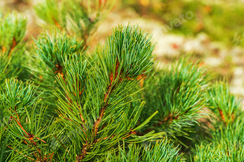 Preview: Needles of shrub Dwarf Stone Pine Pinus Pumila. Close-up view of natural floral background