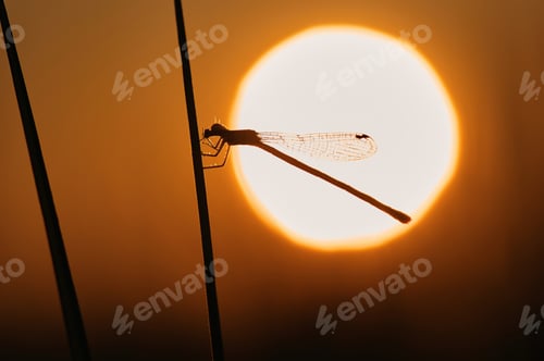 Preview: Silhouette of damselfly among the warm light of sunset