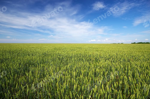 Preview: Meadow of wheat and cloudy sky