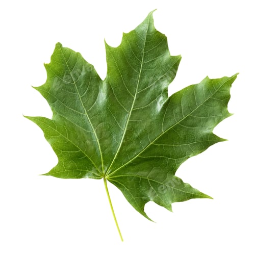 Preview: Green Maple Leaf Isolated on White Background with clipping path