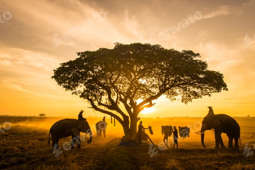 Aperçu: Elephants at sunrise in Thailand
