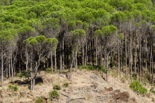 Preview: Close-up shot of dense Aleppo pine forest, Mijas, Spain.