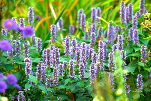 Preview: Garden photo