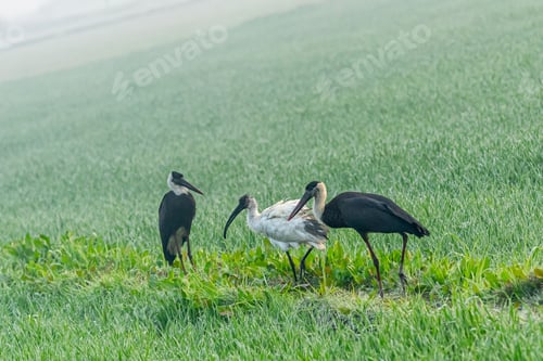 Preview: Woolly-necked storks and black-headed ibises in a field